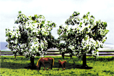 Trees -- Blossom