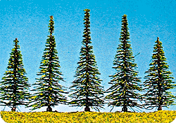 Assorted Spruce