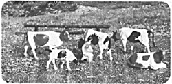 Cows & calves/milkmaid