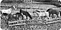 Horses & fence