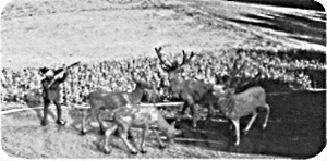 Deer & hunter
