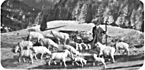 Sheep herder w/flock