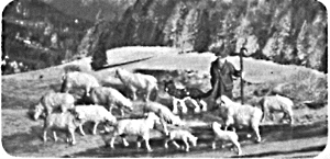 Sheep herder w/flock