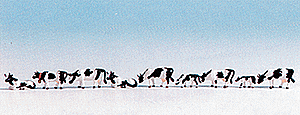 Cows -- Black & White pkg(9)