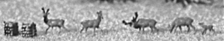 Animals -- Deer