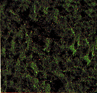 Foliage Scatter Material -- Dark Green