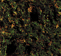 Foliage Scatter Material -- Forest