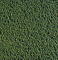 Flock -- Gray/Olive