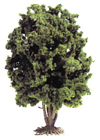 Bushes -- Green