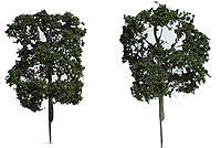 Sycamore Trees -- 2-1/4"