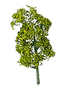 Sycamore Trees -- 3-7/8"