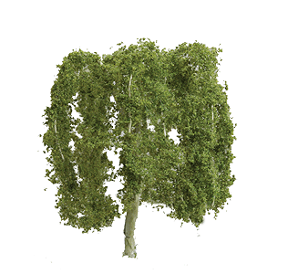 Pro Willow Trees -- 1-1/2"