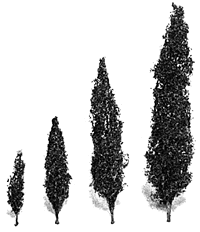 Jacaranda Trees -- 1-1/2"