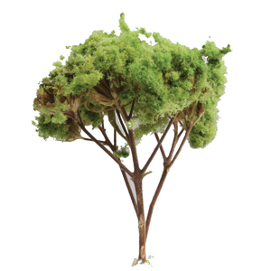 Roundhead trees 2" 3/
