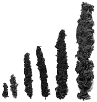 Cypress trees 2" 5/
