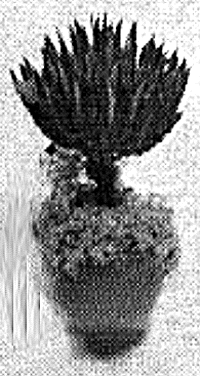 Potted plants 3/4" 2/