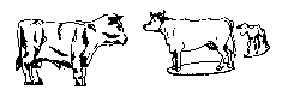 Animals -- Bull, Cow & Calf