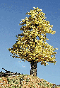 Trees -- Deciduous 6-9" Autumn Gold
