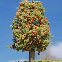 Trees -- Deciduous 2-4" Orange