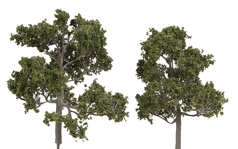 ForeGround(TM) Tree pkg(6) -- Old Growth