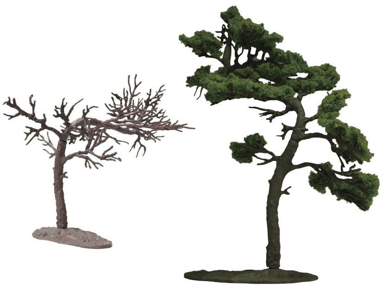Black Pine Tree