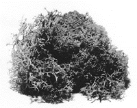Lichen -- Gray