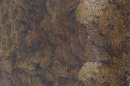 Lichen -- Fall Browns