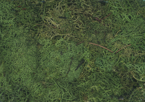 Lichen -- Forest Greens