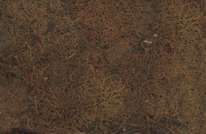 Lichen -- Fall Browns