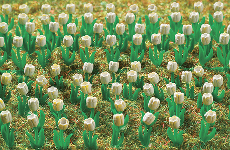 Flowers - Tulips (white)