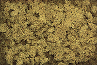 Extra Coarse Turf -- Yellow Grass