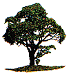 Big Tree Kit