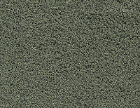 Fine Ground Foam - Regular (1oz) -- Eucalyptus