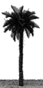 Finished Coconut Palm Trees -- Straight Trunk 4" High, 1.5" Spread