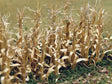 Dried Corn Stalks -- 1"  2.5cm Tall pkg(30)