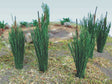 Cattails -- 3/4"  1.9cm pkg(24)