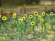 Sunflowers -- 1"  2.5cm Tall pkg(16)