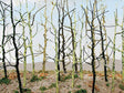 Woods Edge Trees -- Bare pkg(14)