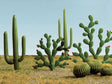 Mixed Cactus pkg(15) -- Height: 1/4 to 2-1/2"  .6 to 6.4cm