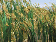 Reeds pkg(40) -- Height: 1"  2.5cm