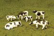 SceneScapes(TM) Figures -- Cows (black, white) pkg(6)-1