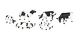 Cows -- Black & White pkg(6)