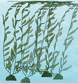 Seaweed/Kelp