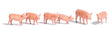 Hogs/Pigs -- pkg(6)