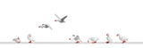 Domestic Geese -- pkg(8)-2