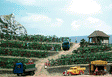 Grape Vines -- Kit - pkg(80)