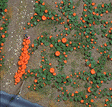 Pumpkin Patch -- Kit