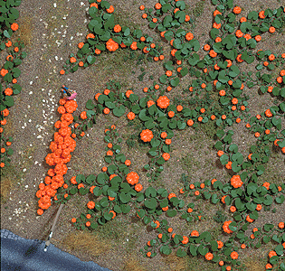 Pumpkin Patch -- Kit