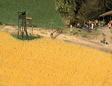 Wheat Field -- Kit - 15-1/2 square inches  100 square centimeters
