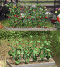 Cucumber & Tomato Plants -- Kit